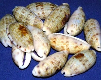 Cypraea Talostolida teres Cowrie Shell 27/35mm.~(1-1/3")~Specimen Collector Seashell~ (1 Shell)