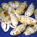 see more listings in the *Cypraea/Cowry/Specimen section