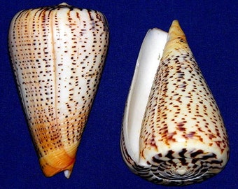 Cone/Conus Suratensis 3"+ (1 Shell)