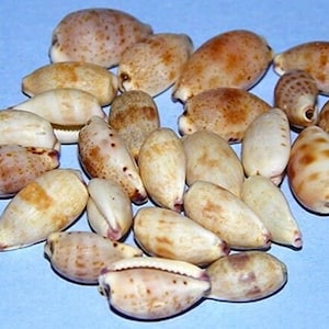 Può includere: Una collezione di piccole conchiglie lisce, bianche e marroni. Le conchiglie sono di forma ovale e hanno una finitura lucida.