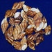 see more listings in the *Murex/Snails/Spindle section