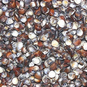 May include: A close-up image of a large pile of small, brown and white seashells.