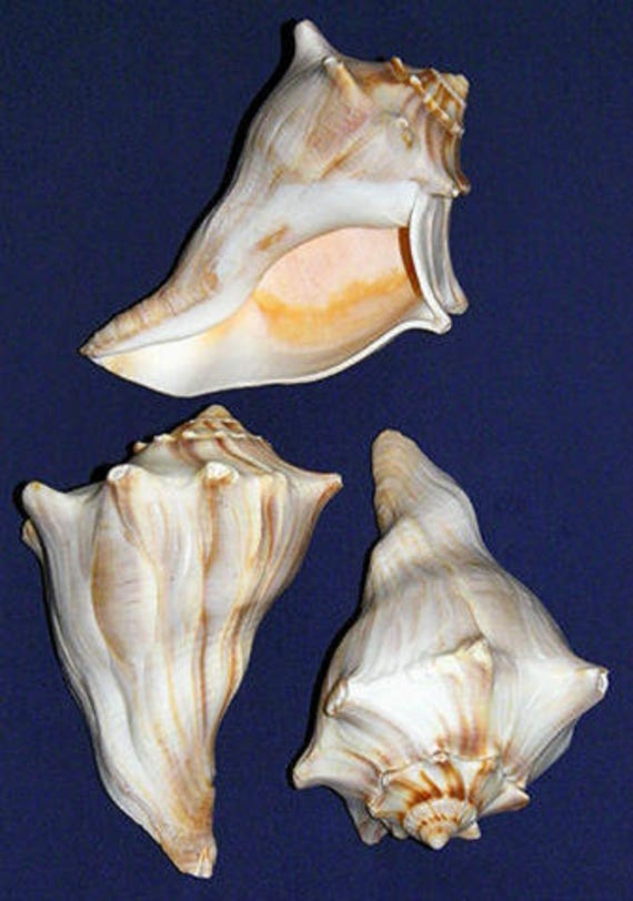 atrantic whelk shell