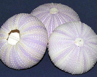 Purple Sea Urchin Shells (1) 2"~ Seashell Craft Supply