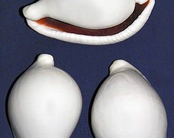 Egg Cowrie Ovula Ovum Shells ~  2-1/2"- 3" ~ Craft Supply Seashells ~  (1 Shell)