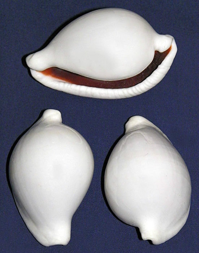 Egg Cowrie Ovula Ovum Shells 2-1/2 3 Craft Supply Seashells 1 Shell image 1