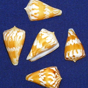Conus Capitanellus ~ Cone Seashell ~ Approx. (27mm./1&quot;) F+++ Specimen Collector Shell ~ (1 Shell)