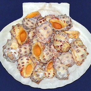 May include: A collection of small, colorful seashells with a mottled brown, pink, and white pattern. The shells have a yellow interior and are arranged on a white seashell.