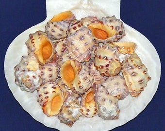 Orange Drupa Morum Shells 3/4"- 1-1/4"~ Craft/Jewelry Seashells  (5 Shells)