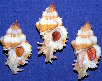 Chicoreus gloriosus Murex Shell 48/50mm. Specimen Seashells~ (Each) ~ We Do Not Offer International Shipping ~