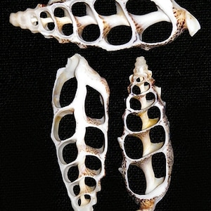 May include: Three white seashells with a lattice-like pattern and brown markings. The shells are arranged in a triangular shape.