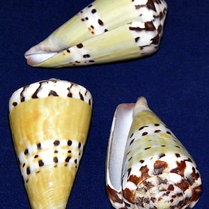 Op de afbeelding: Drie kegelvormige schelpen met bruine en witte markeringen. De schelpen liggen op een blauwe achtergrond.