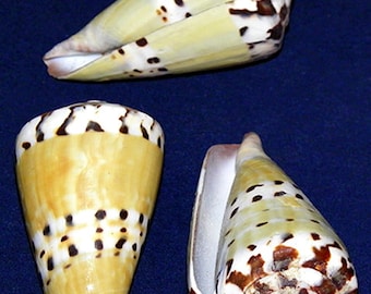 Conus Mustilinus ~ Cone Ermine Seashell 2"-2-1/2" (1 Shell)