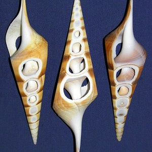 Könnte beinhalten: Drei braune und weiße Muscheln mit einem einzigartigen, komplizierten Design. Die Muscheln sind hohl und haben mehrere Öffnungen. Die Muscheln sind in einer Reihe auf einem blauen Hintergrund angeordnet.