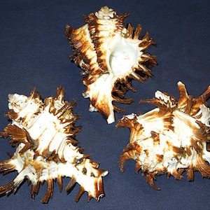 Murex Endivia Long Spine Hexaplex Chicoreus Shell 4&quot;  (1 Shell )