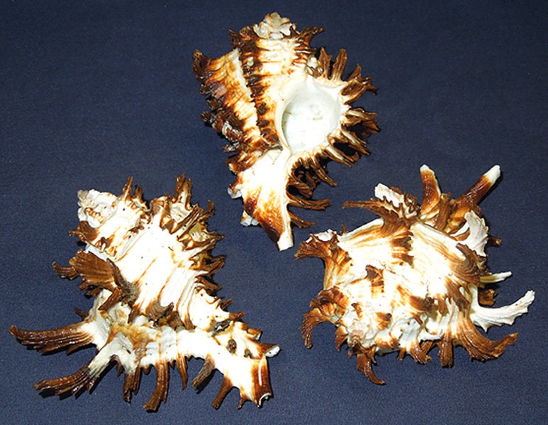 Murex Endivia Long Spine Hexaplex Chicoreus Muschel 10 cm (1 Muschel )