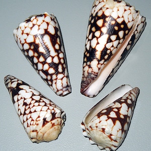 Op de afbeelding: Vier kegelvormige schelpen met een opvallend patroon van bruine en witte markeringen. De schelpen zijn gerangschikt op een lichtgrijze ondergrond, waardoor hun natuurlijke texturen en vormen worden benadrukt. De schelpen zijn van nature beige.