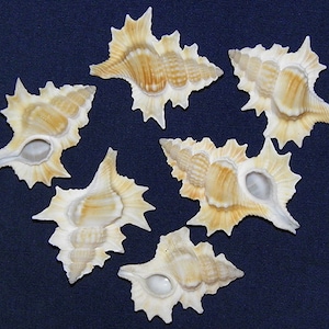 Lg. Biplex Gyrineum Percha ~ Triton Ahornblatt Muschel