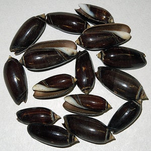 Puede incluir: Una colección de conchas lisas, de color marrón oscuro con rayas blancas y negras. Las conchas están dispuestas en círculo sobre una superficie blanca.