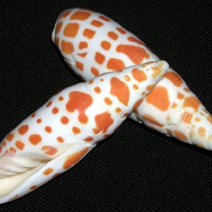 Puede incluir: Dos conchas blancas con manchas naranjas se muestran sobre un fondo negro. Las conchas son alargadas y cónicas, con una textura suave y brillante. Las manchas naranjas varían en tamaño y forma, creando un patrón único en cada concha.