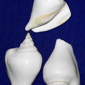 May include: Three white seashells with brown and orange markings. The shells are smooth and have a glossy finish.