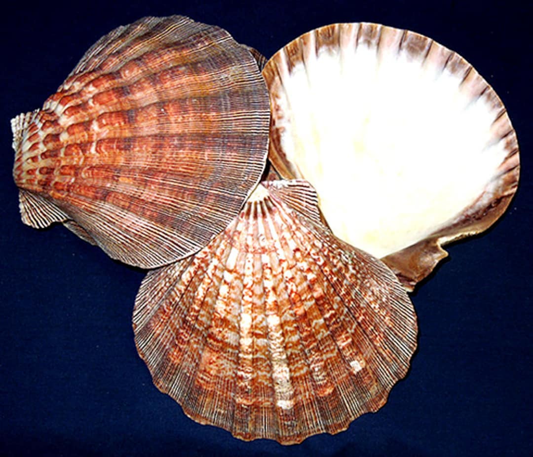 Lion's Paw~nodipecten Subnodosus~natural Scallop Seashell~5