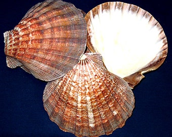 Lion's Paw~Nodipecten subnodosus~Natural Scallop Seashell~5"-5-1/2"(One 1/2 Shell)