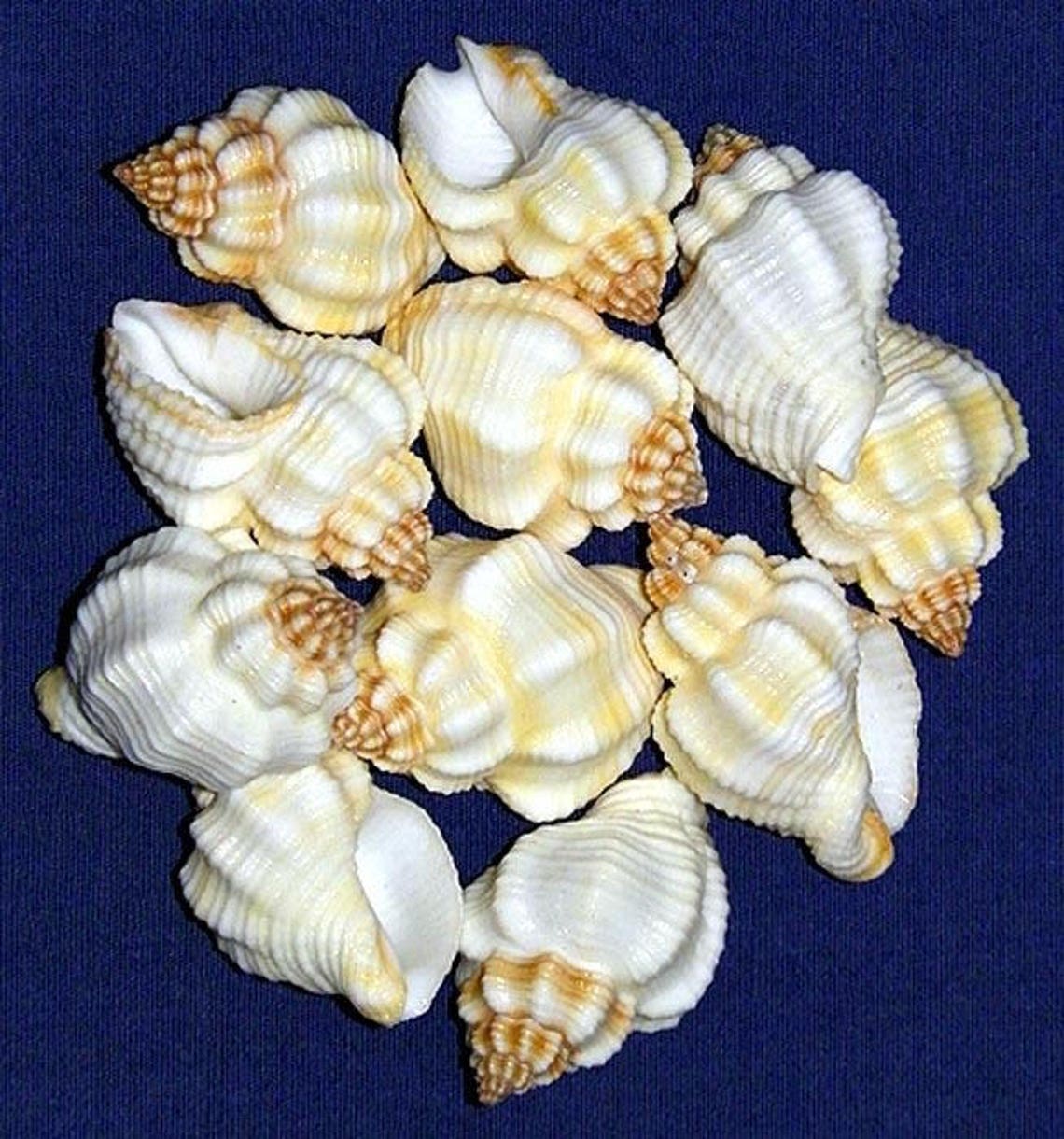 Clementia Shell Nutmeg Cancellaria Shells 1