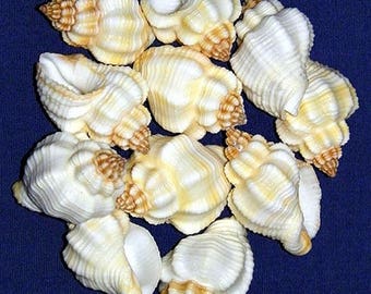Nutmeg Cancellaria Shells 1"-1-1/2" - Craft Seashells ~ (5 Shells)