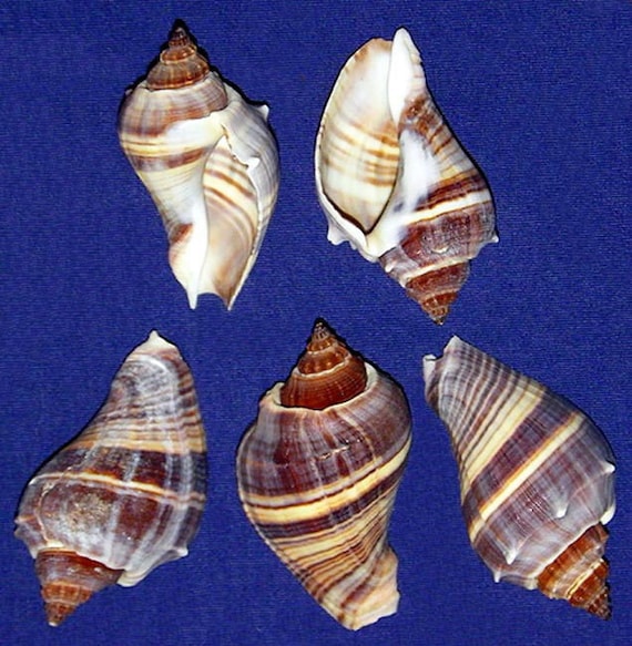 Pacific Crown Conch Melongena Patula Shells~1-1/2