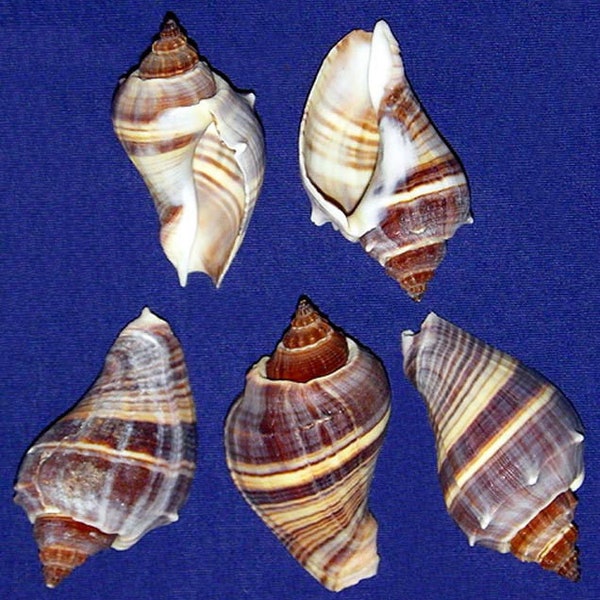 Pacific Crown Conch Melongena Patula Shells~1-1/2"-2"~Craft Seashells (3 Shells)