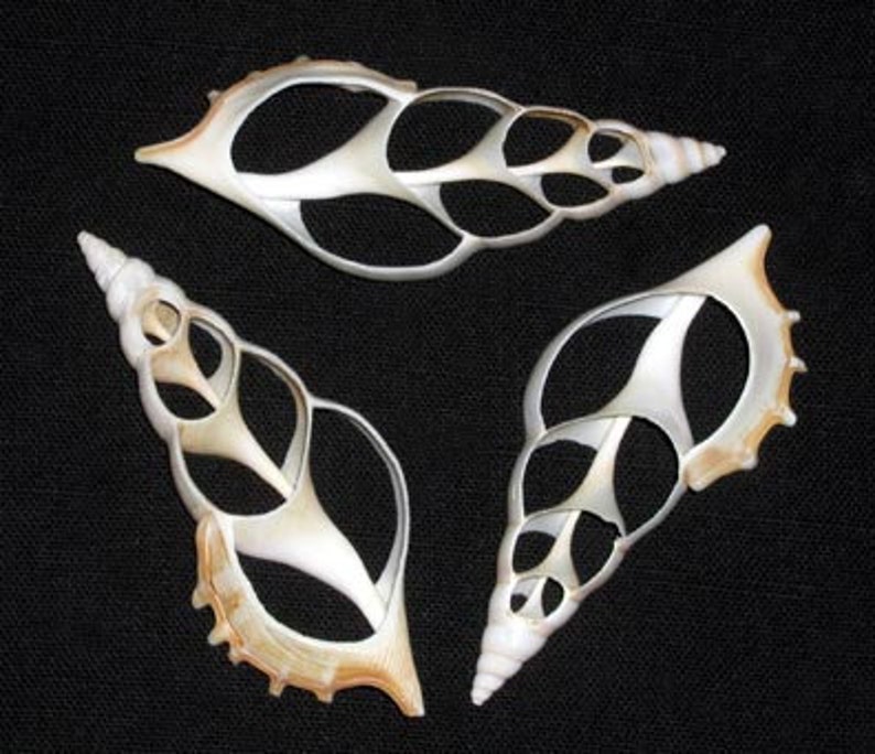 Center Cut Sliced White Tibia (3-1/2"-4") Craft Shells ~ (5 Shell) - Etsy