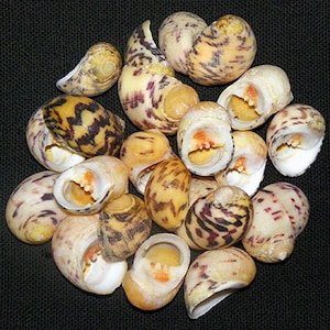 May include: A collection of small, white seashells with brown and purple markings. The shells are open and show the inside of the shell, which is a light yellow color.