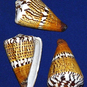 Conus capitaneus ~ Cone Captain Seashell 2"-2-1/2" (1 Shell)