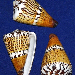 Image De La Coquille De Cône Pointue Terebridae Sur Fond Blanc. Animaux