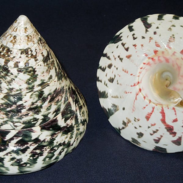 Polished Trochus Nioliticus ~ Troca Seashell ~ 3" X 3" (1 Shell)