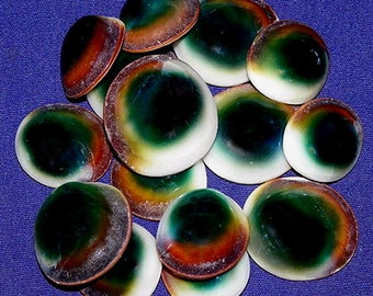 Cat's Eye Green Turban Shiva Shells 1/2"-7/8" (5 Shells)