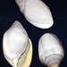 see more listings in the *Murex/Snails/Spindle section