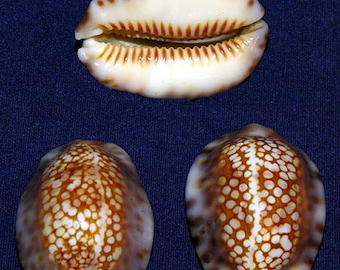 Cypraea Depressa  ~ Cowrie Seashell 35mm./1-3/8"~ Specimen Collector Seashell ~ (1 Shell)