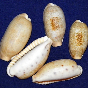 Cypraea Caurica ~Cowry Seashell ~( 1&quot;-1-1/4&quot;) Craft Seashell (2 Shells)