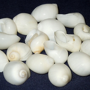 May include: A collection of white seashells with smooth, rounded shapes. Some shells are whole, while others are open, revealing the inner structure. The shells are arranged on a dark blue surface, creating a contrast that highlights their natural beauty.