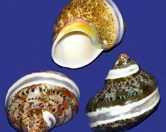 Banded Polished Tapestry Turbo Seashell 1"-1-1/2  (1 Shell)