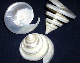 Spiral Cut Polished Trochus Troca ~ 2"-2-1/2" Craft  Seashells ~ (2 Shells)
