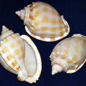 Pode incluir: Três conchas com um padrão manchado creme e bege. As conchas têm formato espiral e textura lisa e brilhante. As conchas estão dispostas sobre um fundo azul escuro.