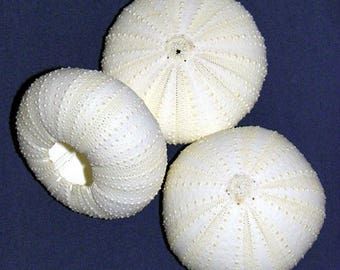 Bleached White Sea Urchin Shells 1-1/2"-2-1/2"~Nautical Seashell Craft Supply (2 Urchin Shells)