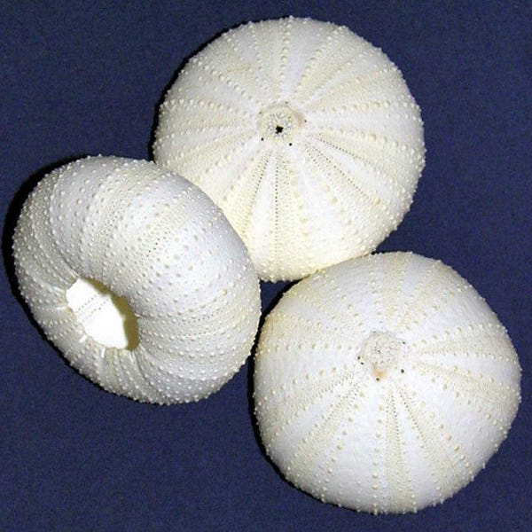 Bleached White Sea Urchin Shells 1-1/2"-2-1/2"~Nautical Seashell Craft Supply (2 Urchin Shells)