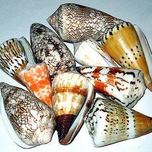 イモガイ貝殻 Darioconus Aulicus Propenudus イモガイ貝殻 Darioconus Aulicus Propenudus THEOGRAPHY_ORG