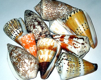 Conchas de cono surtidas (5) de 5 a 7,5 cm. Ideales para manualidades. Las conchas pueden variar según la disponibilidad.