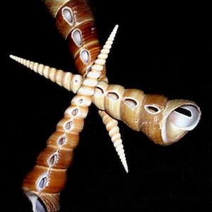 Lg. Side Cut Screw Turritella Terebra Auger Shells ~4-1/2&quot; 5&quot; ~Craft Seashells (3 Shells)