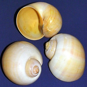 Cherry/Apple Land Snail Shells 2-1/2"-3" Hermit Crab Opening Approx. 1-1/8" ~  (1 Shell)